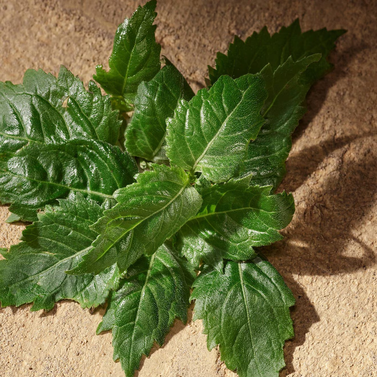 Devotion For Men Eau de Parfum